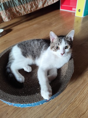 Adopter Cookie