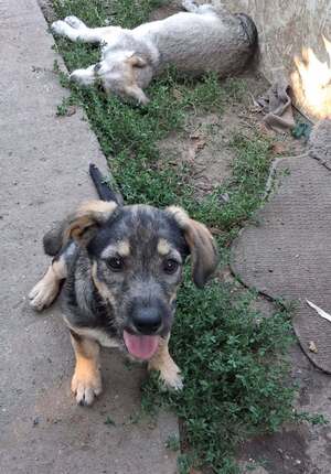 Adopter Enola