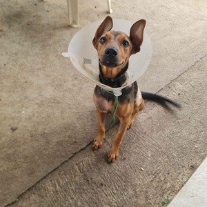 Adopter Paprika
