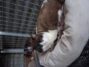 Adopter Zorro