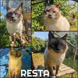 Adopter Resta