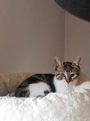 Adopter Lili