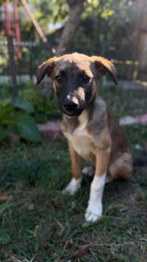 Adopter Saxo