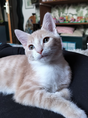 Adopter FLASH