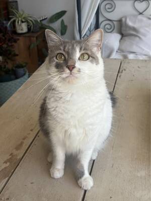 Adopter Duchesse 