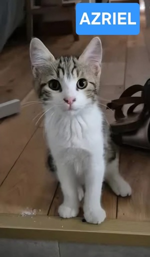 Adopter AZRIEL
