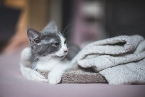 Adopter Bailaya