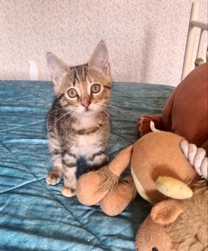 Adopter Salambo