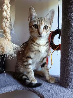 Adopter Savanna