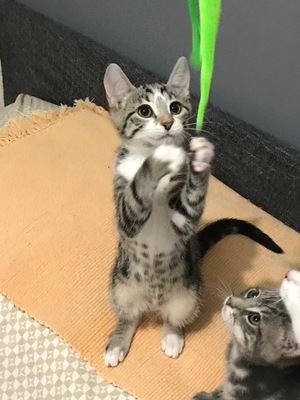 Adopter  Baila