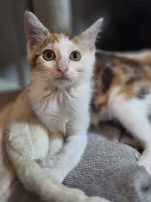 Adopter Bailey