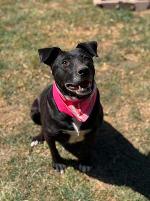 Adopter Eclips