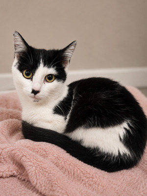 Adopter Moka