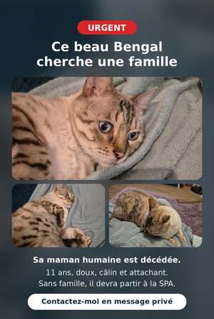 Adopter Sauvetage