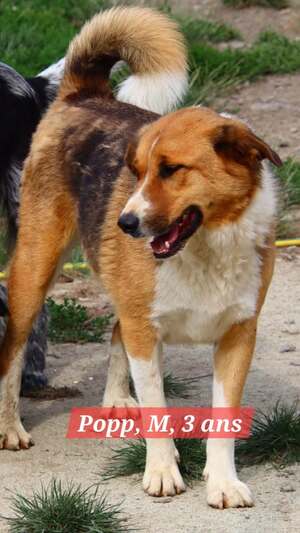 Adopter POPP