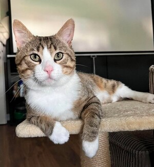 Adopter Tommy