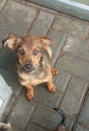 Adopter Babou