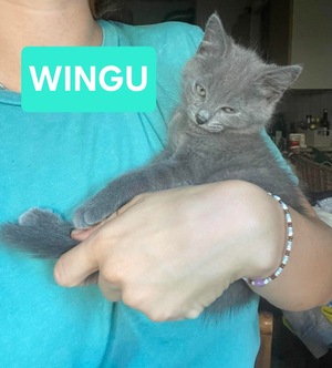 Adopter WINGU
