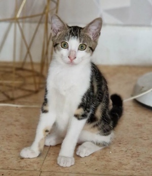 Adopter MAKI