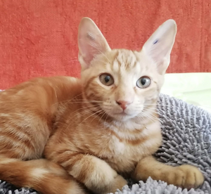 Adopter CILAOS