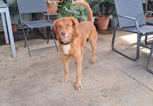 Adopter Maroon