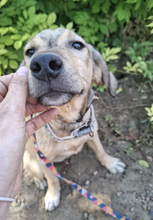 Adopter Iluma