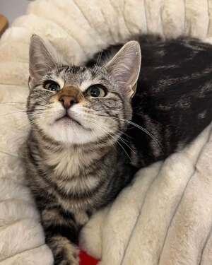 Adopter Goyave 