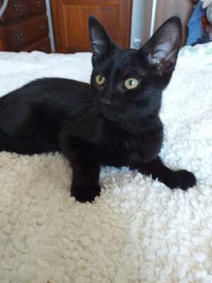 Adopter BREX