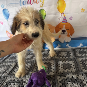 Adopter Jazz