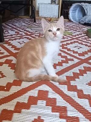 Adopter Héros