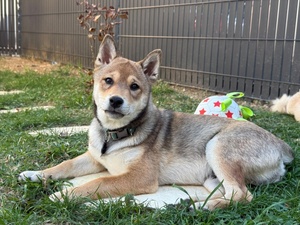 Adopter Bingley
