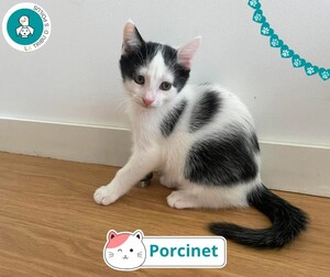 Adopter Porcinet