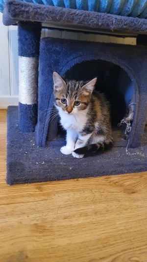 Adopter Bulle