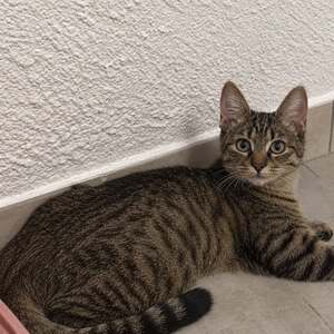 Adopter Miso