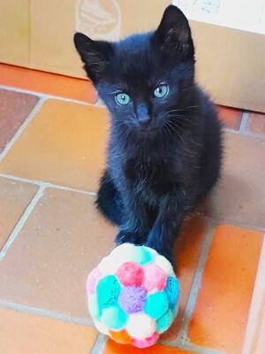Adopter Tinours