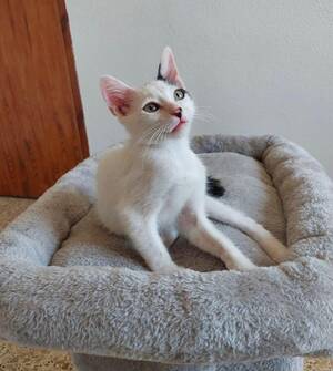 Adopter YUKI
