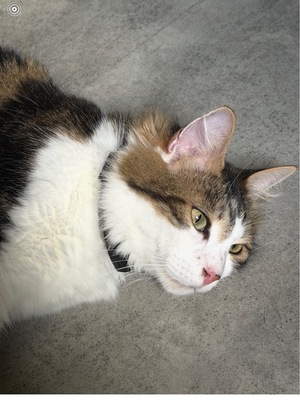 Adopter Ulysse