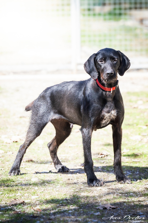 Adopter Nova