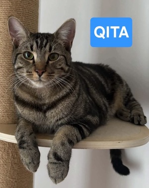 Adopter Qita