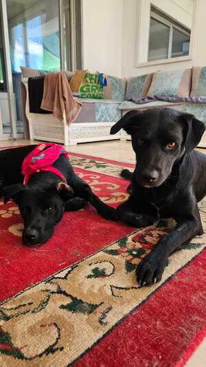 Adopter Milou & Blacky