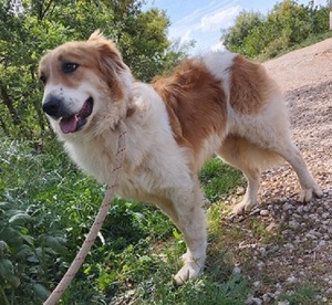 Adopter Zeytouna