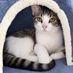 Adopter Hypocrate 