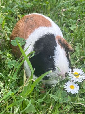Adopter Speedy
