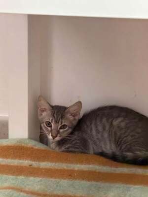 Adopter Oregon