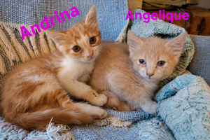 Adopter Angélique et Andrina