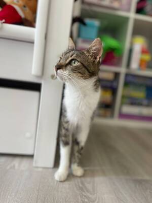 Adopter Amanda