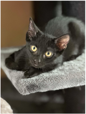 Adopter Kage