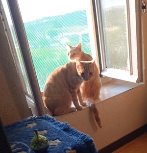 Adopter Lowe et Saphyr