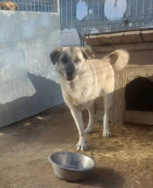 Adopter Frankie
