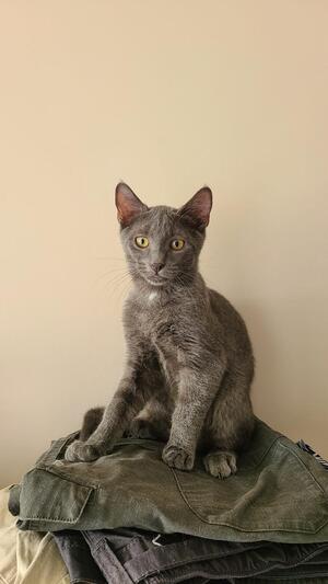 Adopter Denver